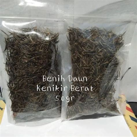 Jual Terlaris Bibit Benih Sayur Daun Kenikir Lalap Berat Gr