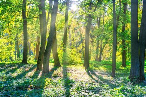 Premium Photo | Forest sunset green trees