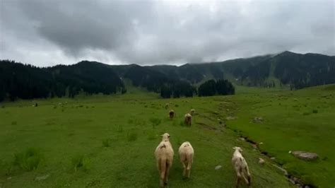 Sheep At Tourist Spot Bangs Valley Kupwa Stock Video Pond