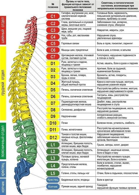 Human Body Anatomy, Human Anatomy And Physiology, Muscle Anatomy ...