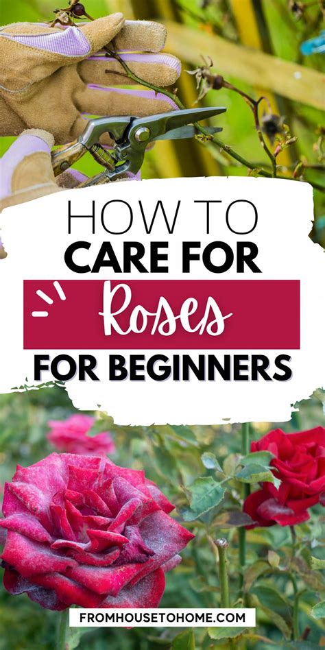 How To Grow Roses Must Know Tips And Tricks For Stunning Blooms