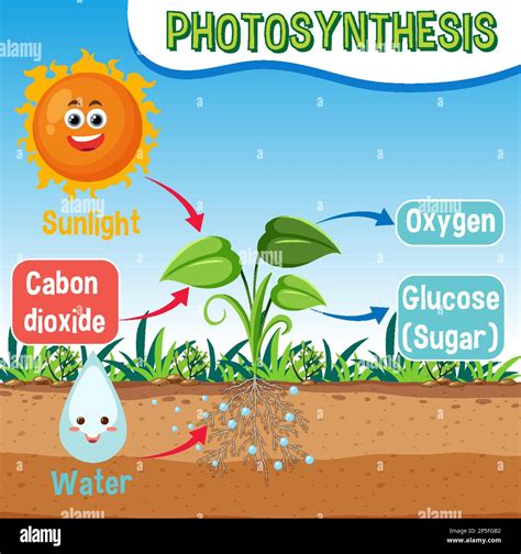 Diagram Of Photosynthesis For Biology And Life Science Education