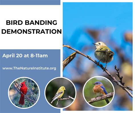 Cancelled Bird Banding Demonstration The Nature Institute