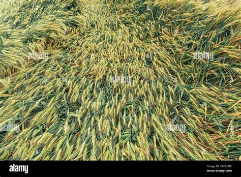 Standing Unripe Wheat Crops Bent By Rain After Storm Crop Damage