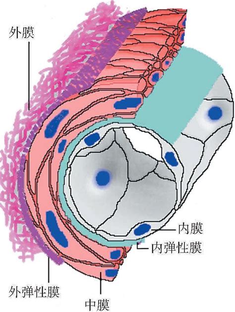 一血管壁的一般结构 组织学与胚胎学 医学