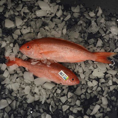 Vermilion Snapper Vibrant Flavor From The Gulf Of Mexico