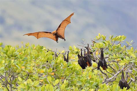 Fruit Bat Flying