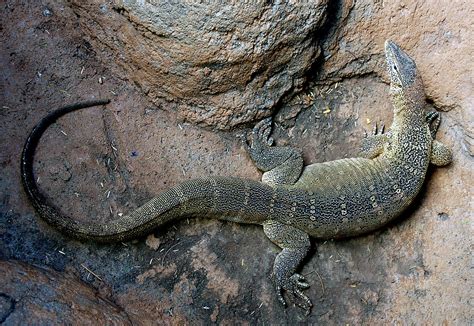 Nile Monitor Lizard Reptile The Nile Monitor Lizard Is T Flickr