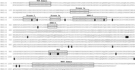 Resistance To Ralstonia Solanacearum In Arabidopsis Thaliana Is Conferred By The Recessive Rrs1