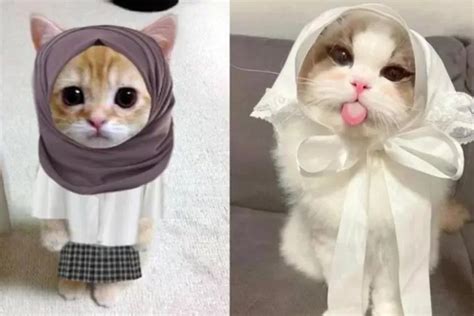 Pp Kucing Ramadhan Berhijab Ff Spesial Paling Lucu