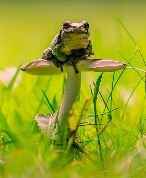 Frog On A Mushroom By Cbries