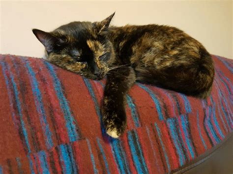 Calico Cat Sleeping on a Colorful Couch