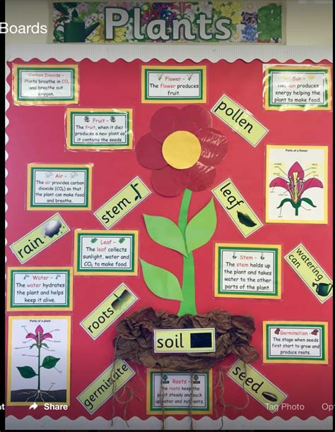 Plants Display Year 3 Plants Classroom Flower Classroom Display Plant Science