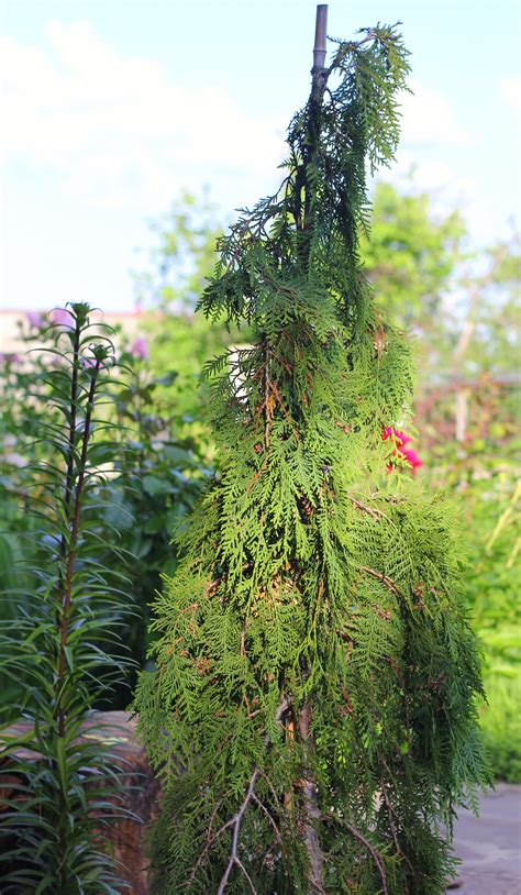 Туя западная Пендула Thuja occidentalis Pendula | Питомник Тайга