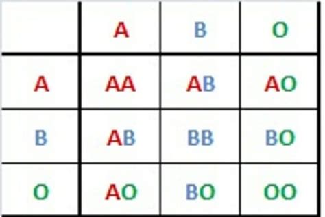 Heterozygous - Definition and Examples | Biology Dictionary