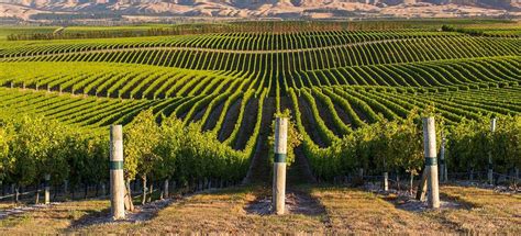 debajo Las bacterias zona alambre para emparrado de viñas Onza De