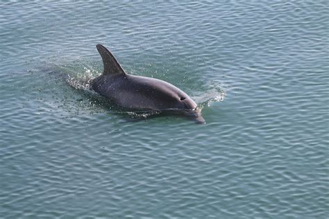 Image libre Eau dauphin faune dauphin océan mer nature sous l