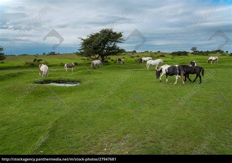 Wild Ponies Im Bodmin Moor Bei Minions In Cornwall Uk Lizenzfreies