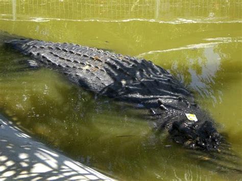 21 Foot Crocodile Captured In Philippines Wreckamics Blog