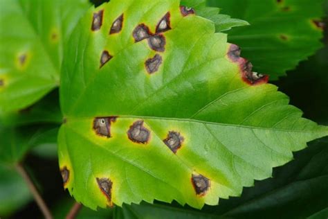 Manchas En Las Hojas De Las Plantas C Mo Solucionarlo