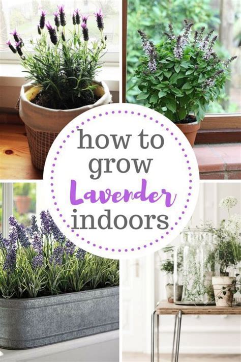 3 Tips For Growing Lavender Indoors Lavender Tips