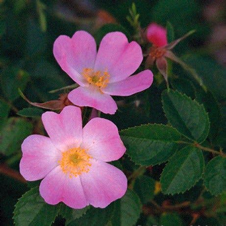Rosa eglanteria, Fragrant Sweet Briar Rose | High Country Gardens