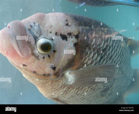 Vietnamese Elephant Fish Ear, aka "gourami", native to Southeast Asia, eyeballs passer byes ...