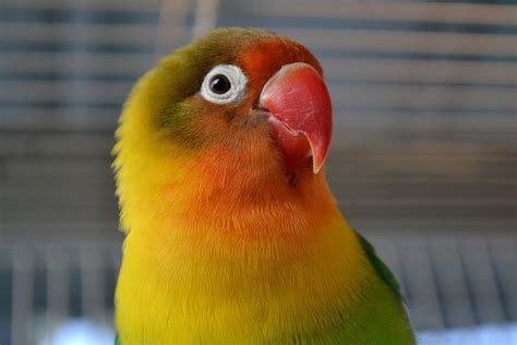 Fischers Lovebird Agapornis Fischeri Care And Info Psittacology