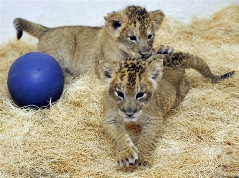 UPDATE: Lion Cubs Thriving at Maryland Zoo - ZooBorns