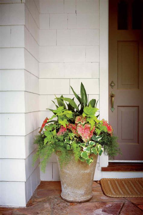 Front Door Container Garden Ideas For An Eye Catching Entryway