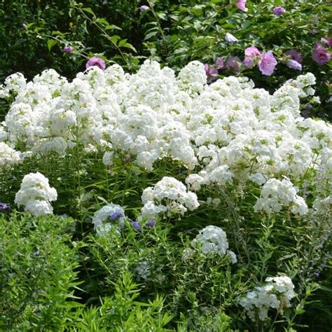 Phlox Paniculata David