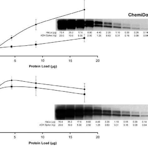 Defining The Linear Dynamic Range Of Western Blot Detection The