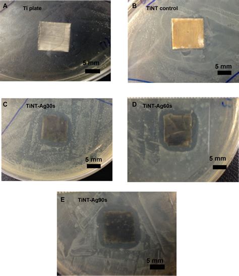 Zone Of Inhibition ZoI For Samples Exposed To Escherichia Coli On Day