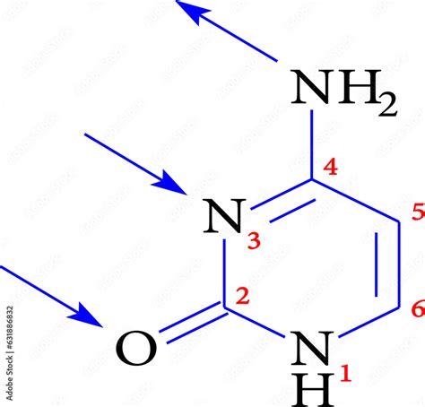 structure of cytosine , vector illustration Stock Vector | Adobe Stock