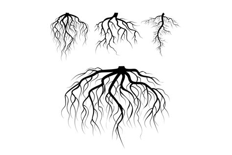 Tree Underground Roots Vector Plant Underground Roots Set Tree Root