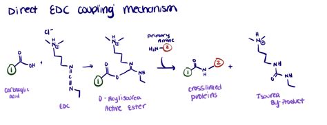 EDC Bioconjugation Protocol Mechanism And Tips