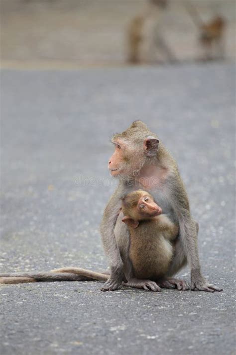 monkey hug  mom stock image image  wild ground