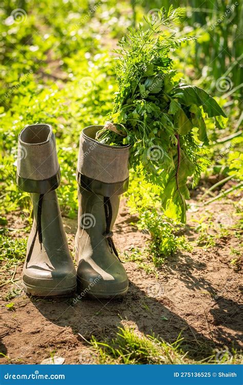 Ecological And Healthy Vegetables Freshly Picked In Garden Stock Image