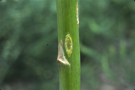 Asparagus Diseases Potato Mint And Asparagus Diseases Washington