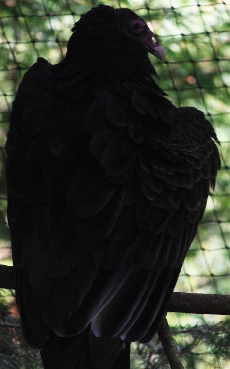 Vulture Mine By Crystallinehfa On Deviantart