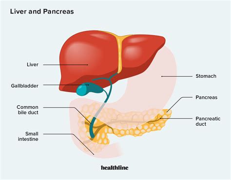 Liver And Pancreas Disorders Symptoms Causes And Treatment
