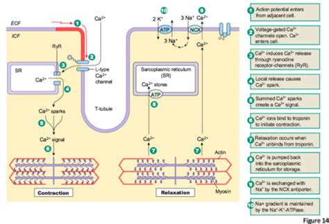 Lecture Excitation Contraction Coupling Ecc Flashcards Quizlet