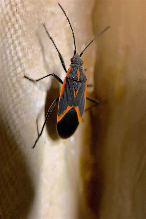 Box Elder Bugs Guide Mint Pest Control