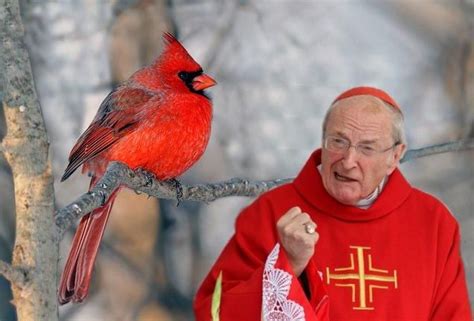 Птица-кардинал | Cardenal