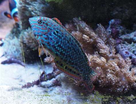 Leopard Wrasse With Melanurus Page 2 Reef2reef