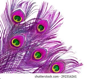 4,608 Pink Peacock Feather Stock Photos, Images & Photography ...