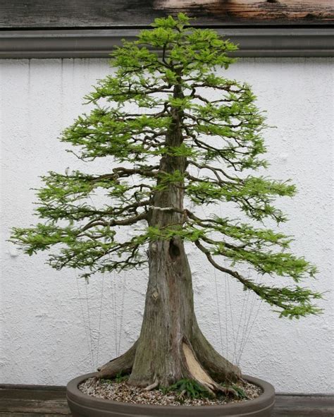 What An Absolutely Stunning Bald Cypress Bonsai Tree Give It Some If