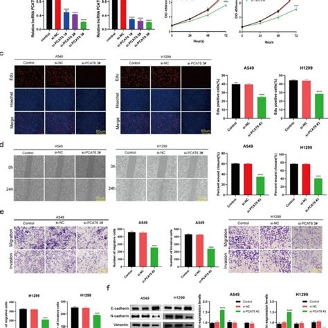 Silencing Of Lncrna Pcat Inhibited Luad Cell Growth Migration