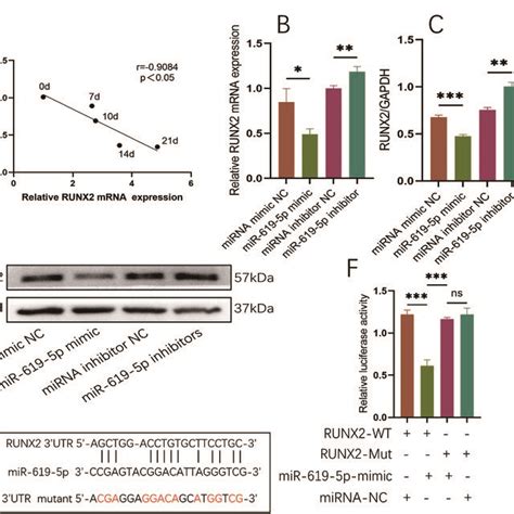 RUNX2 Is A Direct Target Of MiR 619 5p A Correlation Analysis Of