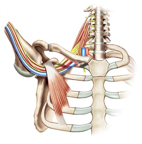 Thoracic Outlet Syndrome Treatment Adelaide Sa Burnside And Norwood Sa